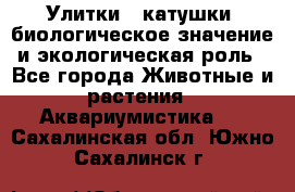 Улитки – катушки: биологическое значение и экологическая роль - Все города Животные и растения » Аквариумистика   . Сахалинская обл.,Южно-Сахалинск г.